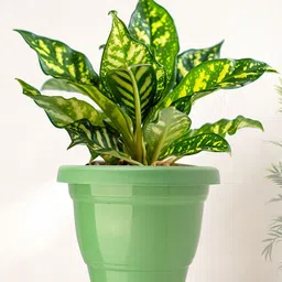 Kuber Industries Set Of 8 Orange-Coloured & Green Planter With Pot image 2