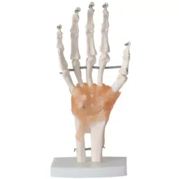 Khanna Traders Hand Joint With Ligaments PVC, Fiber, Silicone Material-image-98