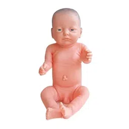 NS New Born Baby Model Imported Type AS-404-A for Medical School, Colleges, Labs-26