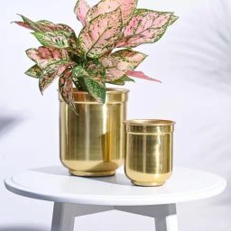 Ugaoo 2-Piece Gold Stainless Steel Aurelian Cylindrical Planter Set-image-21