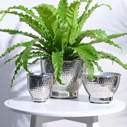 Ugaoo 3-Piece Silver Stainless Steel Elegance Planter Set-picture-10