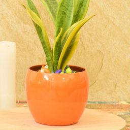 Sone Key Chidiya Home & Outdoor Planter-image-94