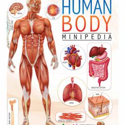 Dreamland Human Body Minipedia for Kids-image-62