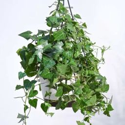 Ugaoo English Ivy Plant with Hanging Pot-picture-35