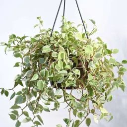 Ugaoo Peperomia Variegated Creeper Plant with Hanging Pot image 2