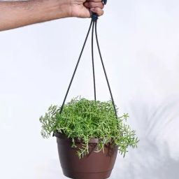 Ugaoo Sedum Golden Plant with Hanging Pot-45