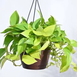 Ugaoo Golden Money Plant with Hanging Pot-26