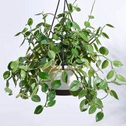 Ugaoo Peperomia Green Creeper Plant with Hanging Pot-27