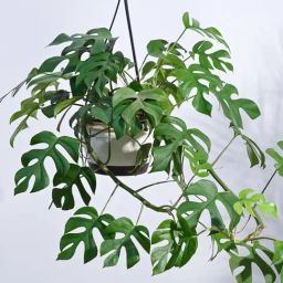 Ugaoo Monstera Minima Plant with Hanging Pot-image-39