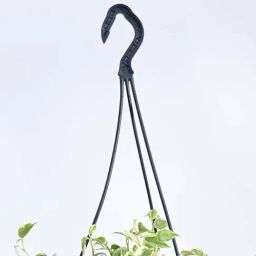 Ugaoo Peperomia Variegated Creeper Plant with Hanging Pot image 4