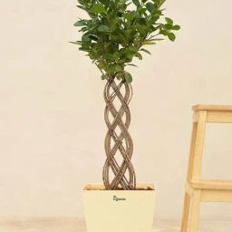 Ugaoo Netted Ficus Extra Large Tree image 2