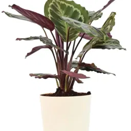 Ugaoo Calathea Medallion Large Plant-picture-6