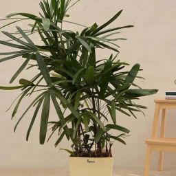 Ugaoo Raphis Palm Extra Large Plant-image-47