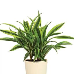 Ugaoo Dracaena Lemon Lime Large Plant-image-61