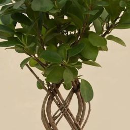 Ugaoo Netted Ficus Extra Large Tree image 3