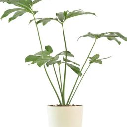 Ugaoo Philodendron Goeldii Large Plant-image-23