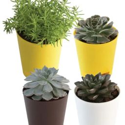 Ugaoo Combo of 4 Live Plants Bundle With Pot-image-80