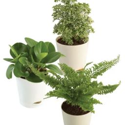 Ugaoo Combo of 3 Indoor Plants Bundle-image-73