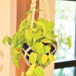 Ugaoo White Small Cotton Macrame Two Layer Hanger image 3