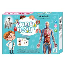 BitFeex Human Body Model for Kids | Human Torso Body Anatomy Model with Removable Parts | Anatomy Model with Heart Head Skull Brain Skeleton Model for Medical Student Learning Tool | Education Display-image-54