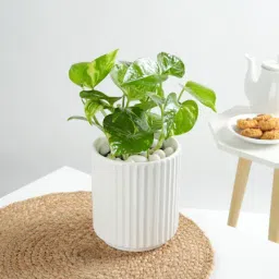 Money Plant In A Sleek White Planter-image-61