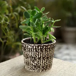 Unravel India Black & Pink Ceramic Glazed Table Top Planter - Set of 1-image-20