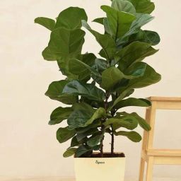 Ugaoo Ficus Lyrata Bambino Extra Large Plant-12