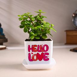 Jade Plant In Hello Love Pot-image-79