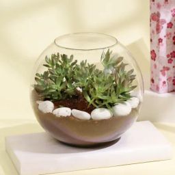 Golden Sedum Succulent in a Glass Bowl Planter-image-19