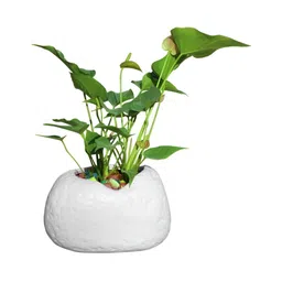 GARDEN'S NEED White Textured Planters-34