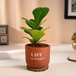 Ficus Lyrata In Elegant Terracotta Vase-image-7