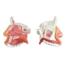A-ONE SCIENCE Multicolor PVC Anatomical Nasal Cavity Model AOSBM76-image-80