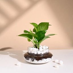 Lucky Money Plant Terrarium-image-28