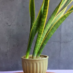 WEAVING HOMES Green Ceramic Textured Planter Pot-48