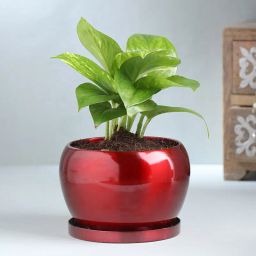 Green Money Plant In Metal Pot-image-56