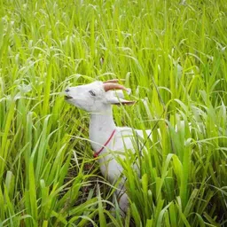 semina vita Hybrid Sorghum Sudan Grass Seeds jowar seed Grass Seed-picture-1