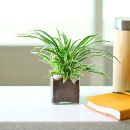 Charming Spider Plant in a Glass Pot-image-20