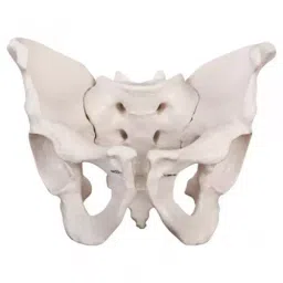Khanna Traders Adult Male Pelvis Model-picture-48