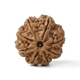 Gemsmantra Brown Wooden 8 Mukhi Rudraksha Nepali Without Pendant-image-29