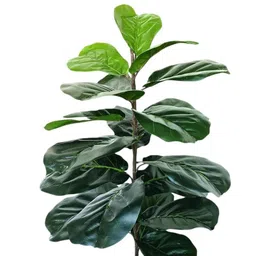 De Gardenia Green 1 Piece Artificial Plant-picture-40