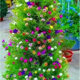 Portulaca Flower Seeds – Multi-Type & Multi-Color with Free Cocopeat Seed-picture-19