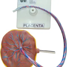 Placenta Model with Removable Umbilical Cord Anatomical Model-28