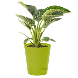Kuber Industries Green Self-Watering Pot With Drainage Holes-27