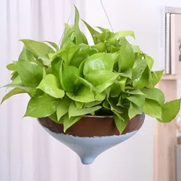 UGAOO Brown & White Colourblocked Ceramic Hanging Planter-image-13