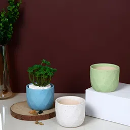 TAYHAA Blue & White 3 Pieces Speckled Diamond Printed Ceramic Planters-image-44