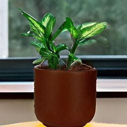 LASAKI Orin Copper Big Truffle Ceramic Planters-image-74