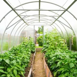 Transparent Plastic Tent - For Sheet for Green House 20 FT x 20 FT [Imported] 650-GSM Greenhouse Multilayer Poly Plastic UV Treated Dust-Proof Waterproof Sheet-image-75
