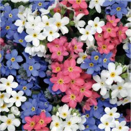 NDIR-58 Forget-Me-Not "Mixed Colors" (Myosotis alpestris)-[50 Seeds] Seed-image-17