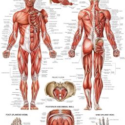 18 inch Body Parts Wall Sticker Thick Laminated Primary Chart Wall Chart Wall Decor Self Adhesive Sticker-image-79