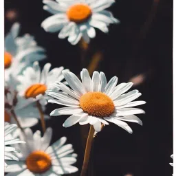EX.PD079-image-64